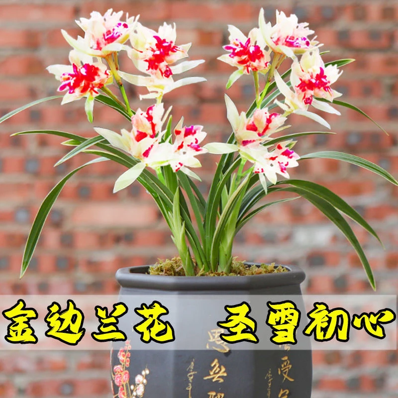 金边矮种兰花苗福利展示浓香型四季兰盆栽阳台花卉绿植