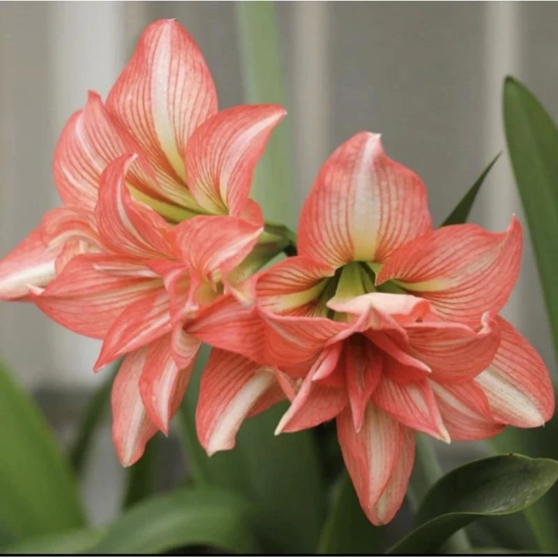 【僵尸】南非重瓣大花朱顶红朱顶红 基地球