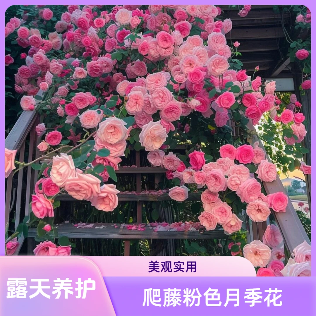 【粉色龙沙宝石】爬藤粉色月季花庭院阳台大花四季开花盆栽花苗开花
