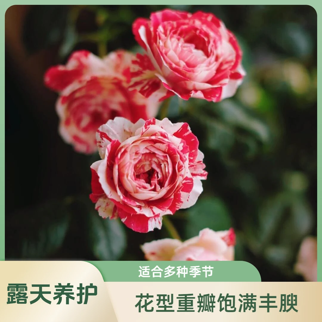 【节日礼花】1.5加仑2-3年露天养殖粉白色大花灌木月季勤花大花月季