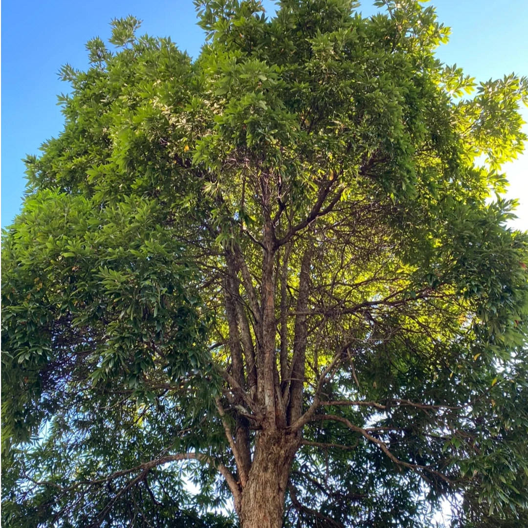 【一物一拍】金丝楠木苗木基地批发园艺树苗