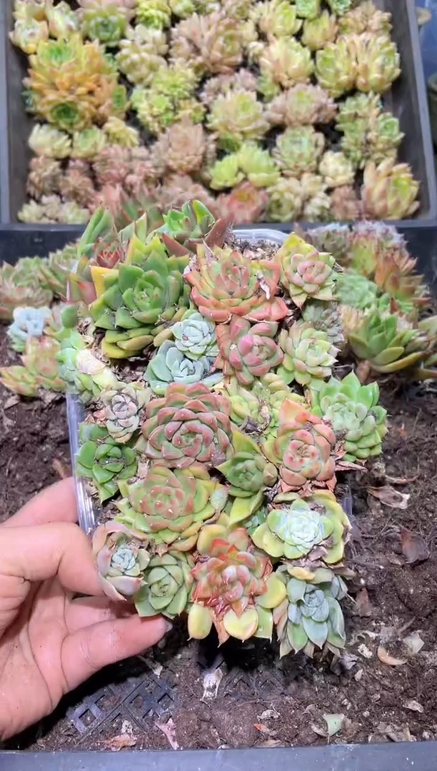 【闪购商品】178混拼