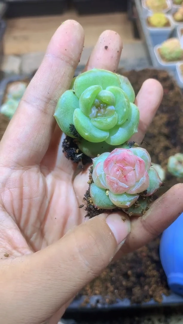 【闪购商品】053号2颗