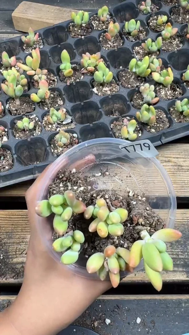 【闪购商品】T779金蝉量拍5颗