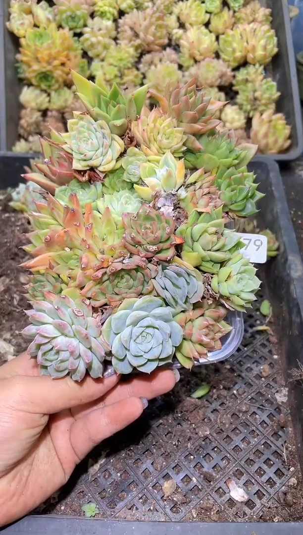 【闪购商品】179混拼