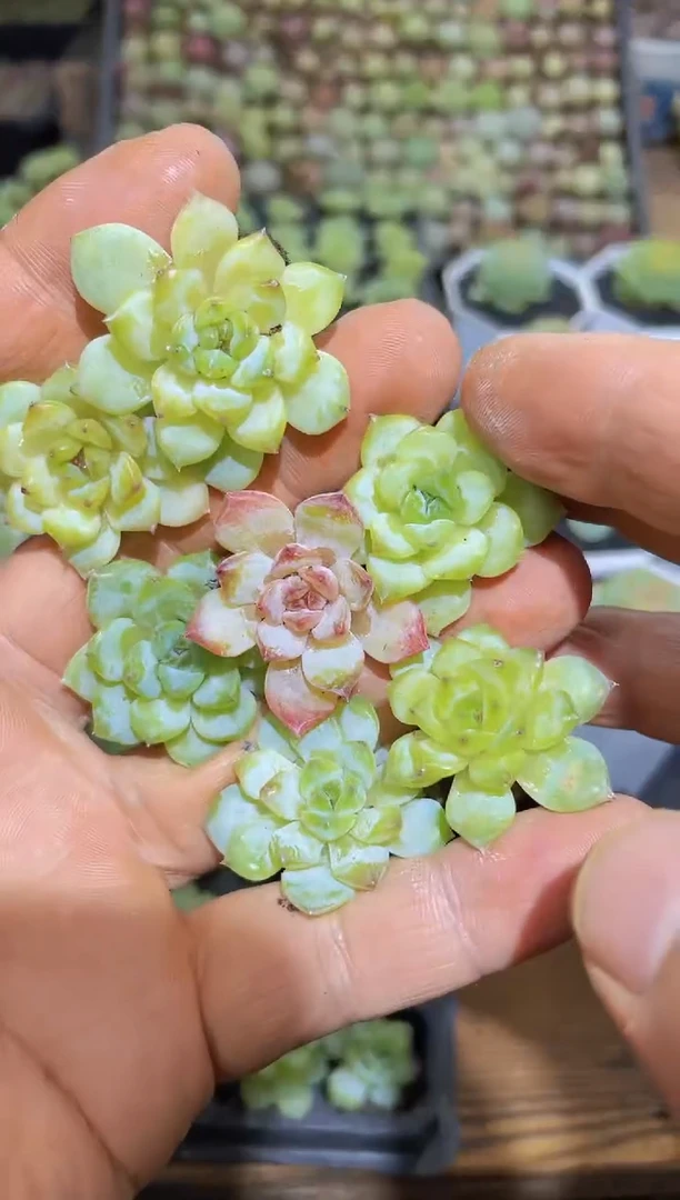 【闪购商品】碧瑶珍妮 保7颗  量拍 673