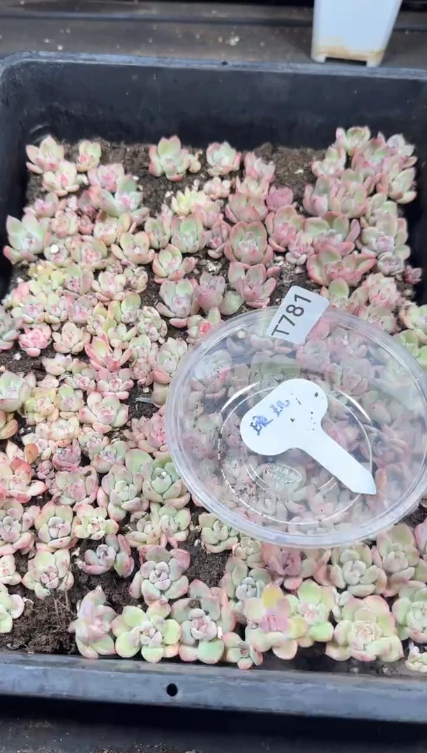 【闪购商品】T781璇玑5颗量拍