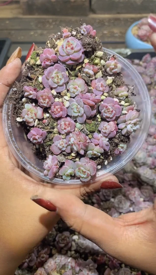 【闪购商品】T824法兰琳卡保20