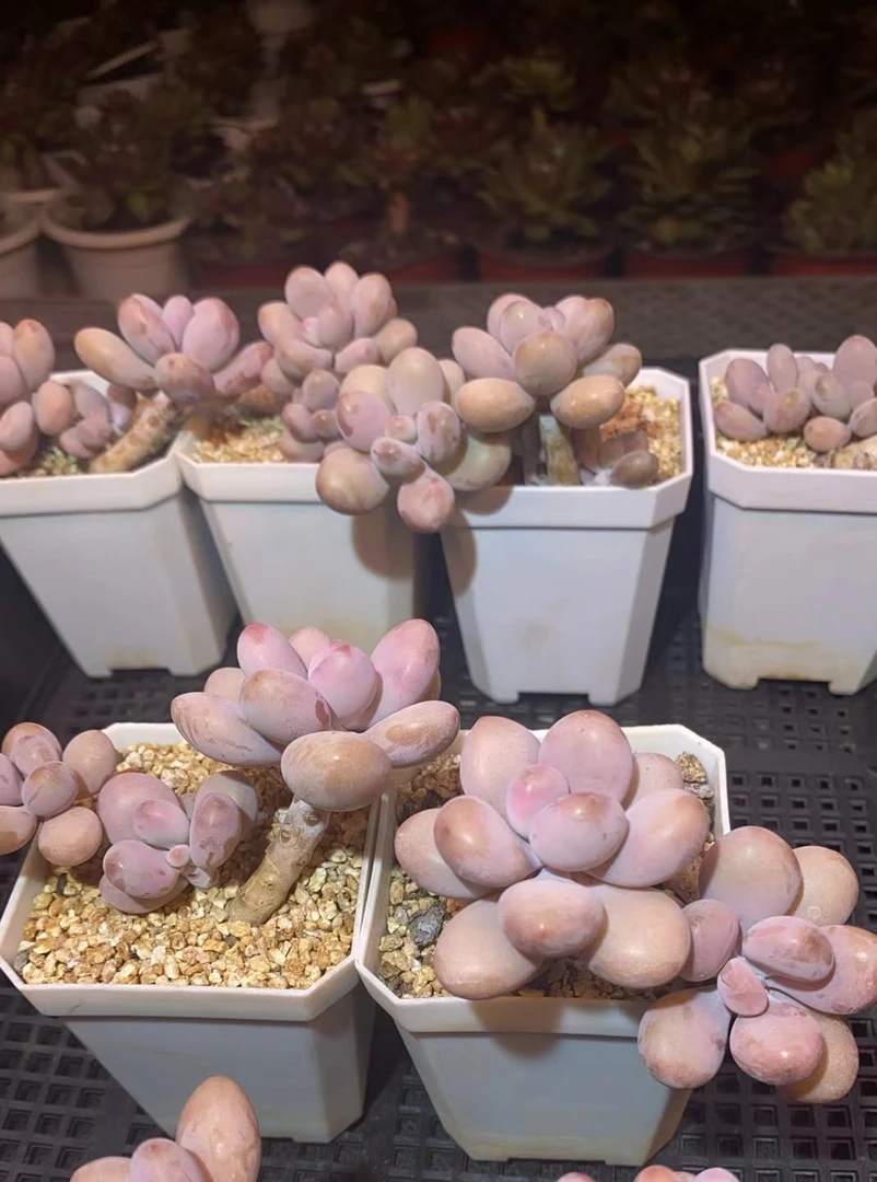 （桃蛋）麦鹿鹿多肉植物量拍综合链接