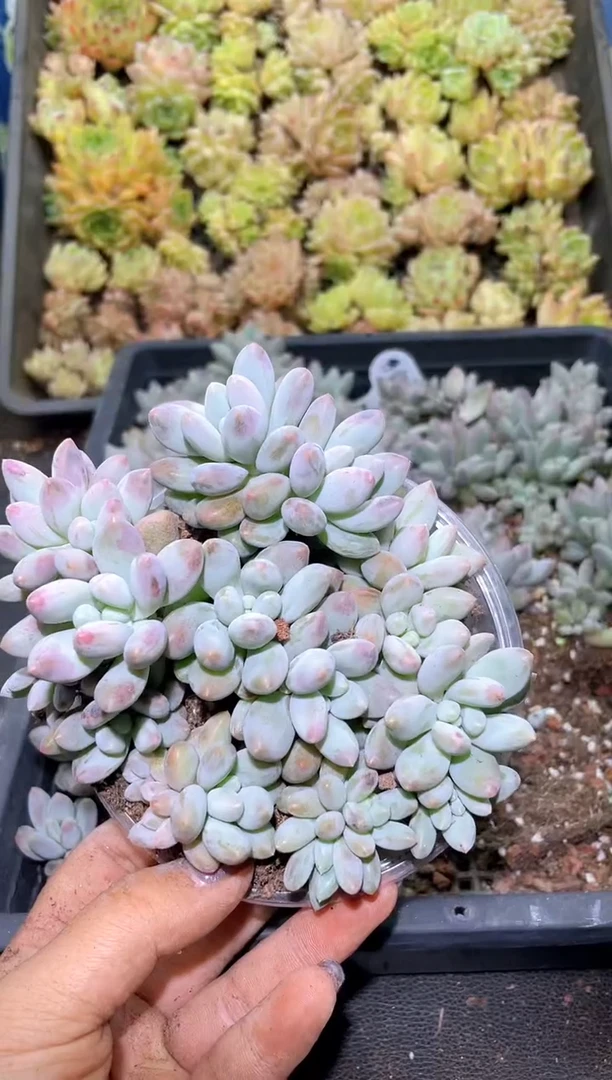 【闪购商品】197黄金苹果奶