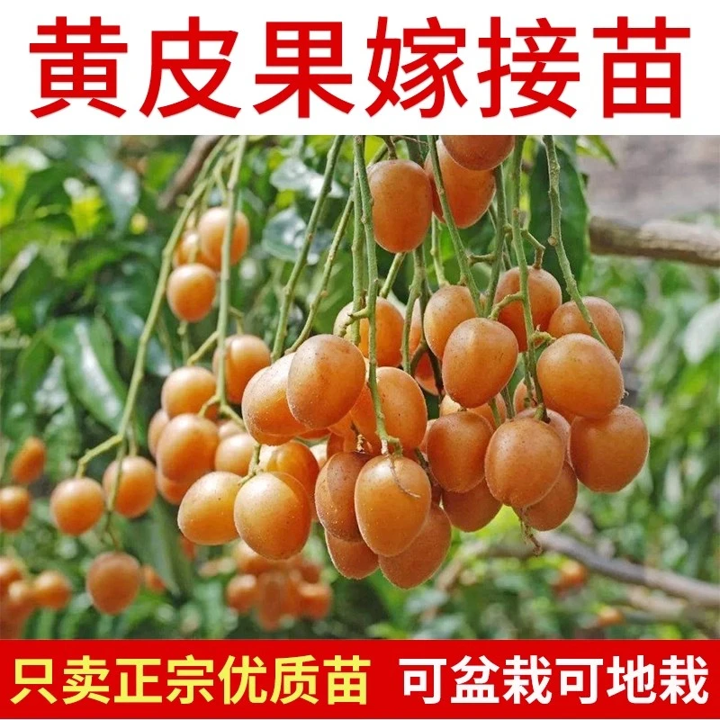 黄皮果苗贵妃嫁接黄皮树苗无核大果鸡心黑金紫肉南方种植黄皮苗