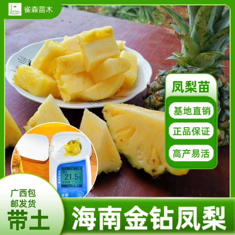 正宗金钻凤梨甜蜜蜜凤梨苗庭院阳台四季种植果树室内外地栽盆栽
