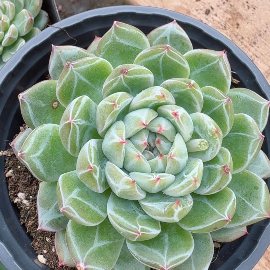 大单头雪花珍妮1颗（10厘米左右）