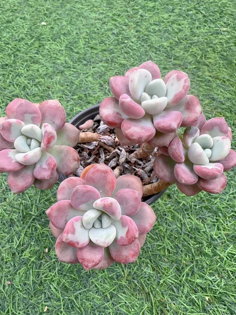 多肉植物    四头花斑鹿   自家（尺寸8-9左右）满2单包邮除