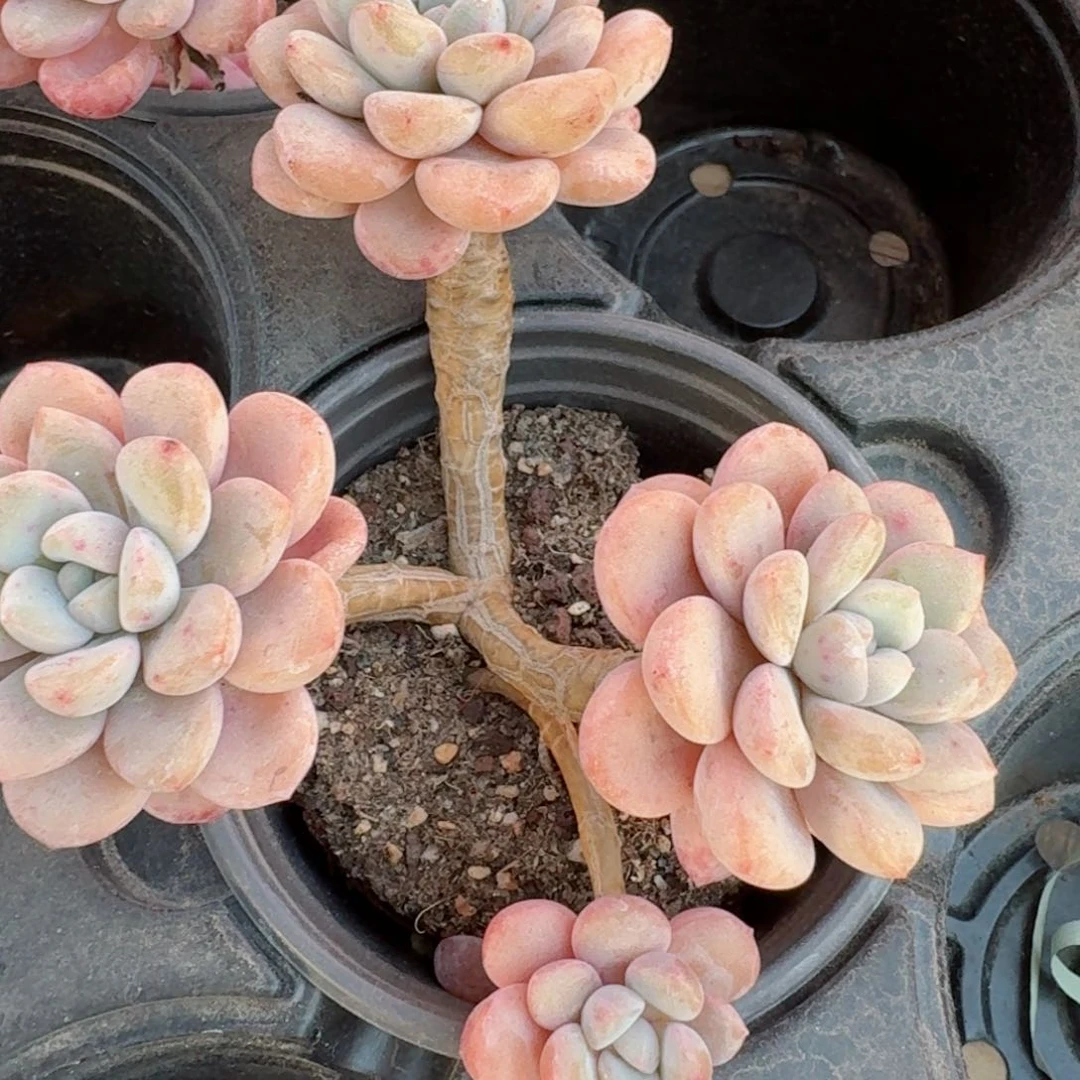 三头果冻白鹭1颗