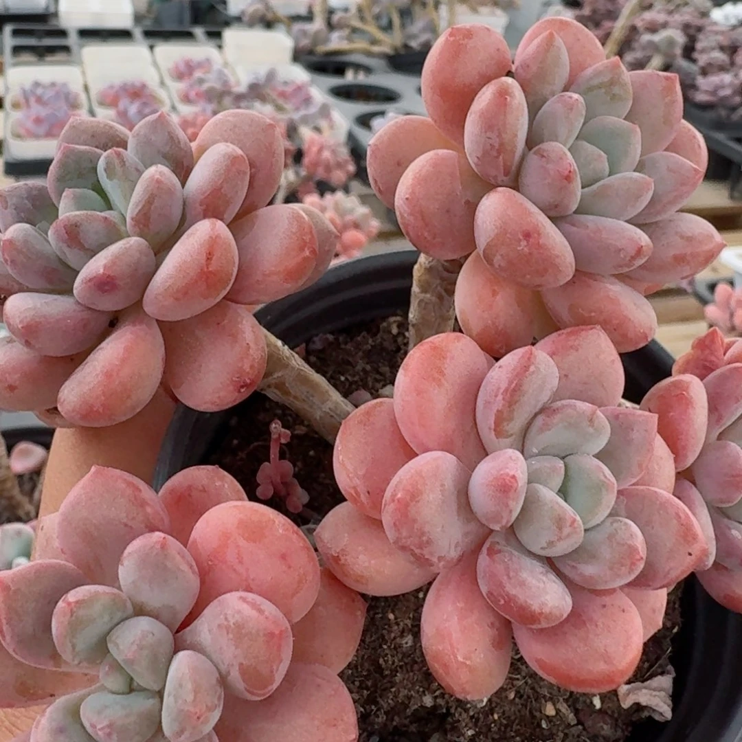 四头果冻白鹭1颗