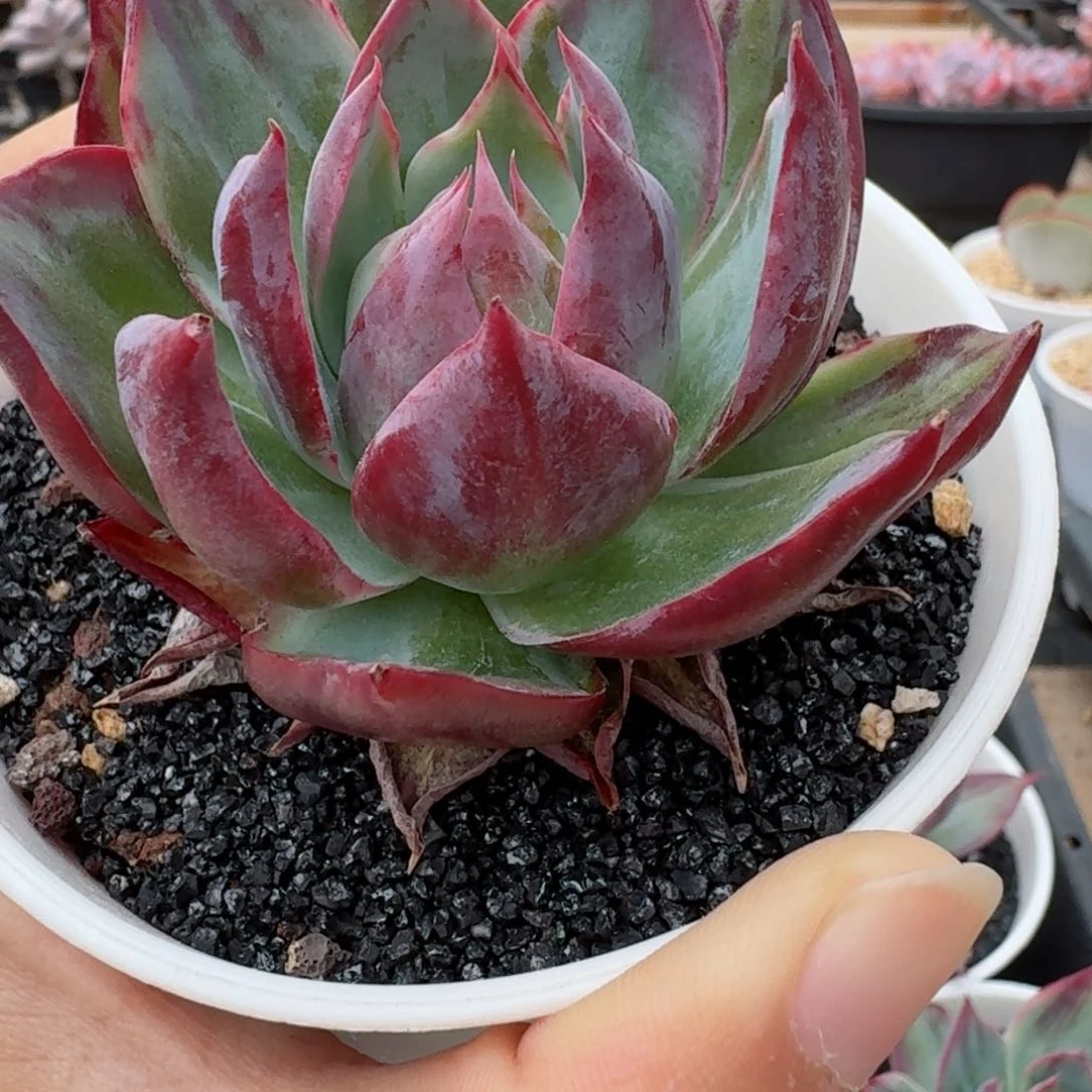 惊鸿仙子1颗多肉植物