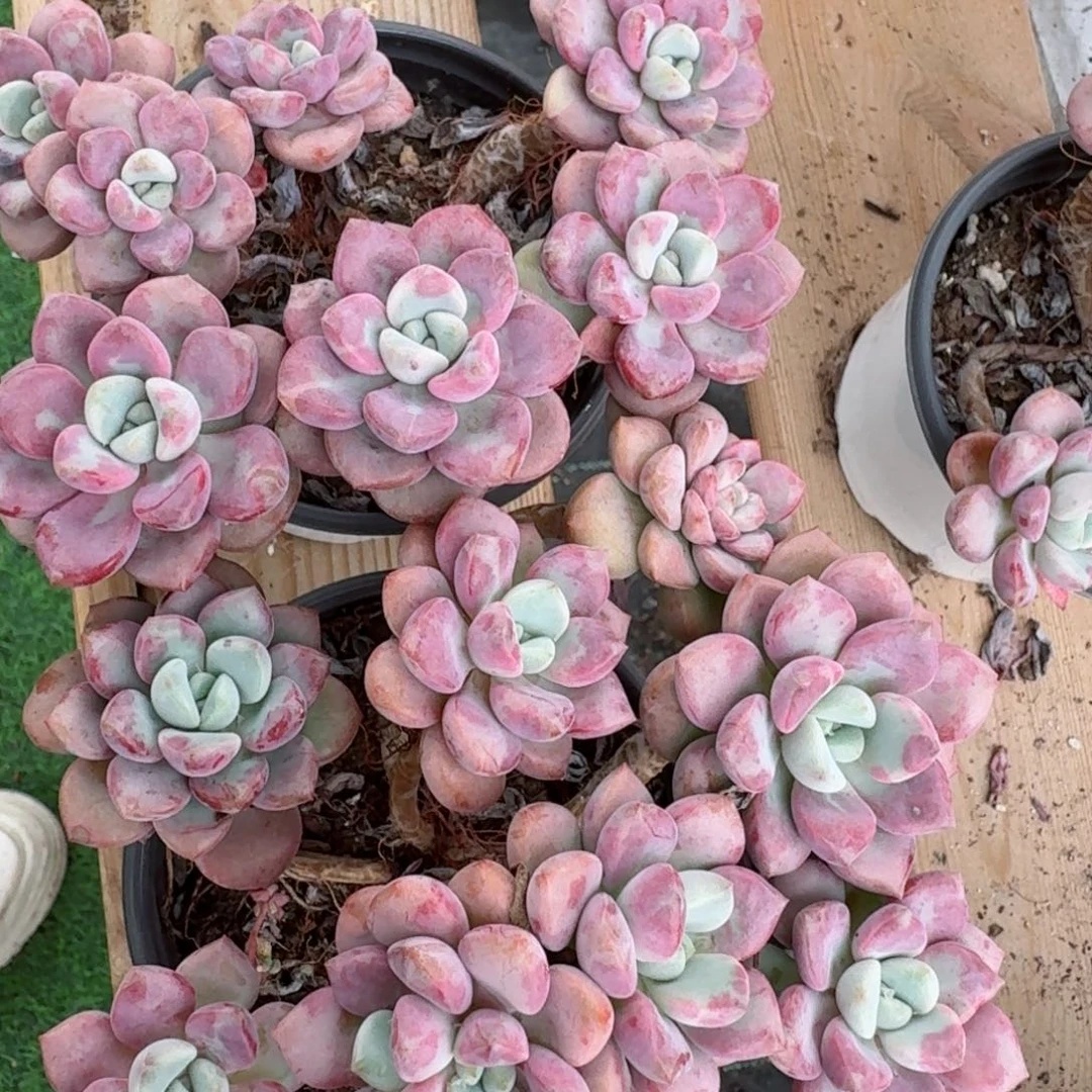 七头花瓣鹿2颗多肉植物