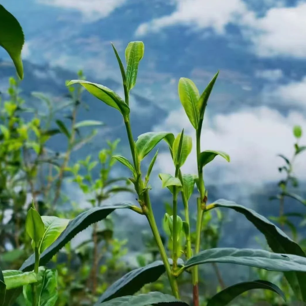 【邦协合作社/2019年/旧笼生茶散茶/100克（拍1发2，拍4发10多50克）