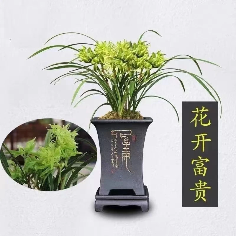 春兰花开富贵奇花兰花浓香型四季名贵大全室内盆栽绿植