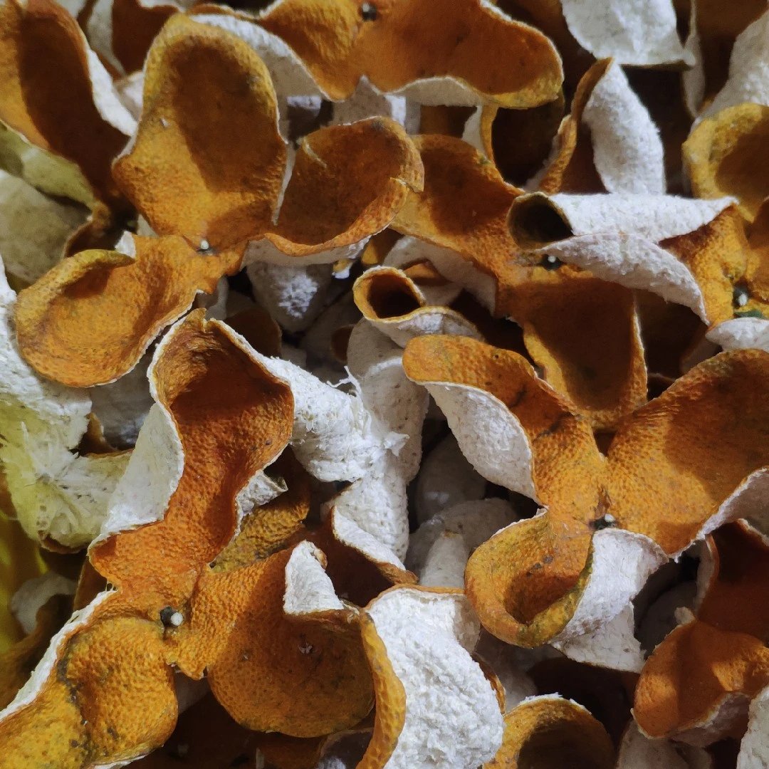 天马圈枝2024年新会陈皮大红皮现摘现发新会发货