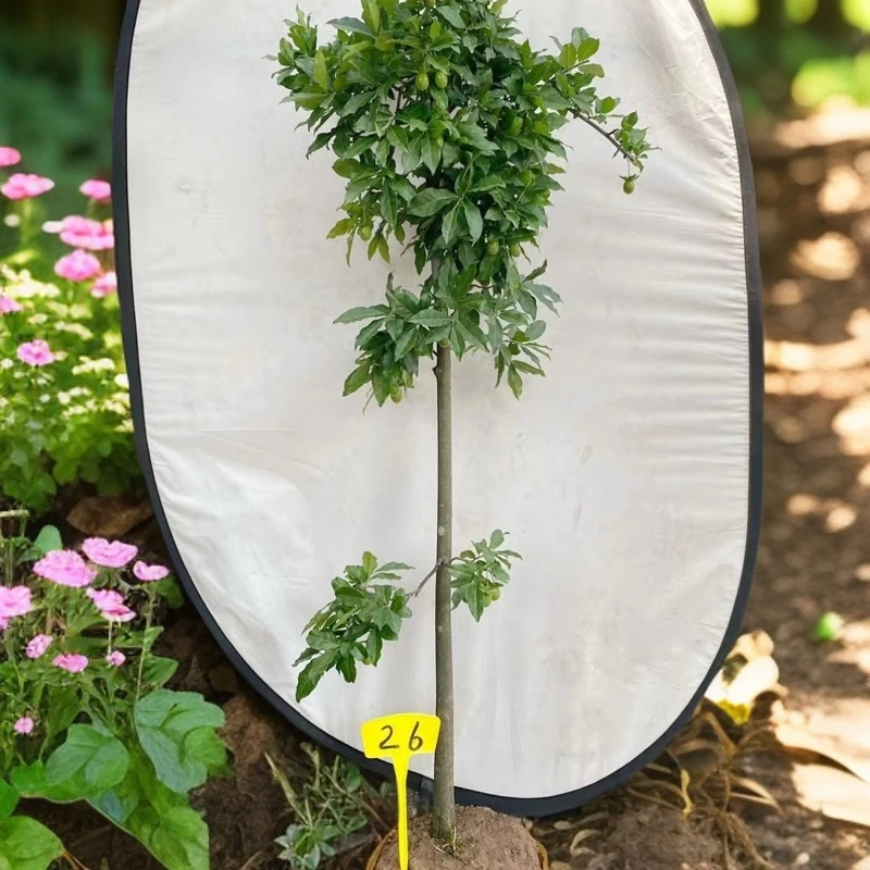 金弹子原生挂果拍品直通车盆景发货……绿植盆栽正宗金弹子盆栽带果