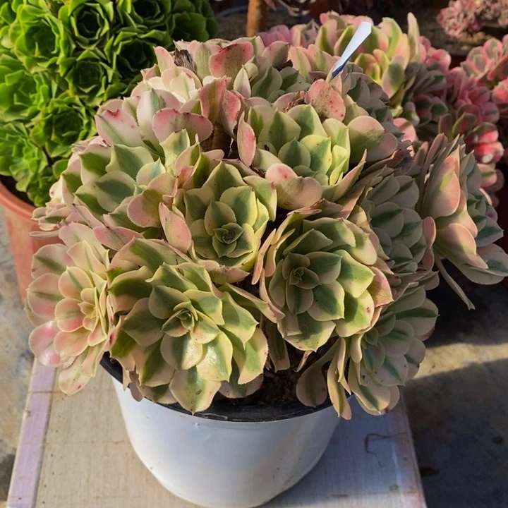 367粉女巫多肉法师