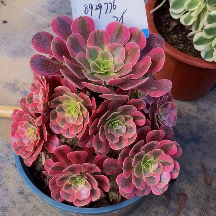 用****6美杜莎多肉法师