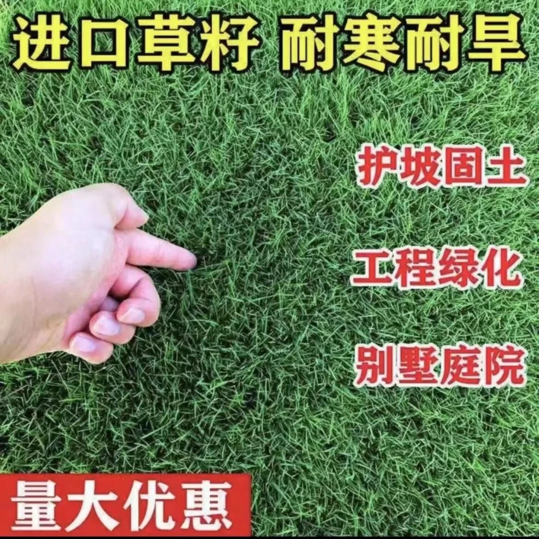 草坪草籽四季青护坡绿化草籽庭院绿化草籽停车坪草籽高尔夫防冻草