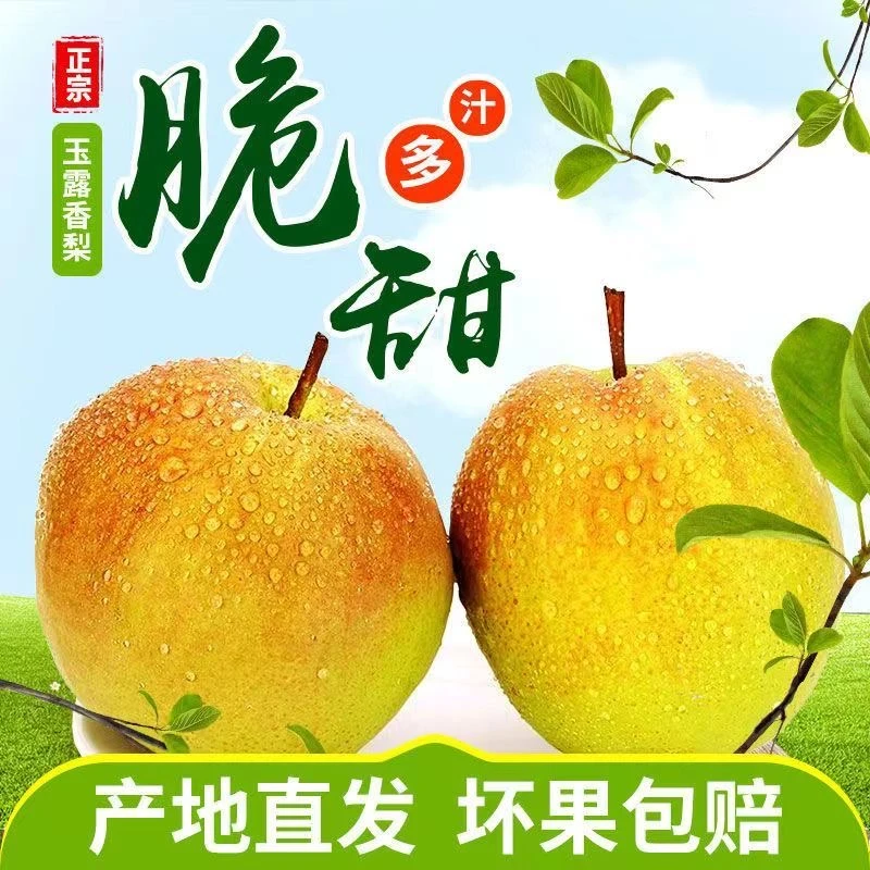 山西正宗玉露香梨5/9斤产地直发鲜香新鲜酥脆香甜皮薄甘甜味美