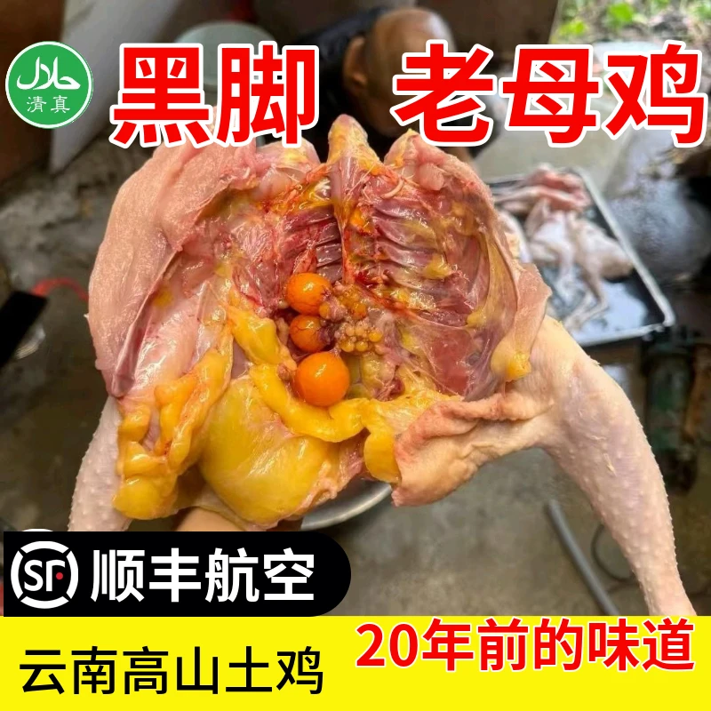 （两只白肉老母鸡）云南黑脚2年黄油净重5到6斤（带内脏）新鲜现宰