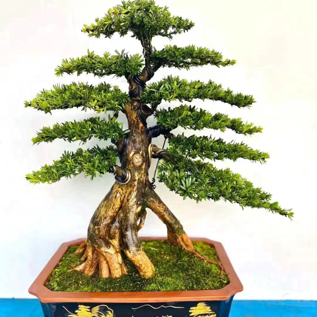 罗汉松盆景实物雀舌米叶珍珠红芽罗汉松室内盆栽大型庭院盆景