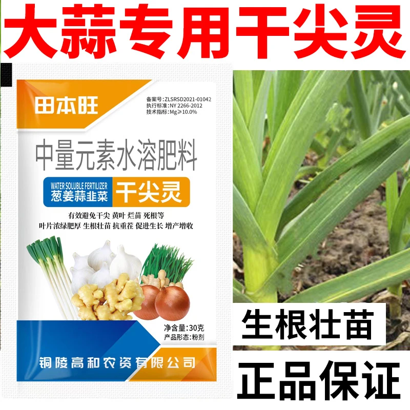 大蒜干尖灵增产增收专用肥料大蒜干尖不黄叶专用叶面肥料蒜苗专用