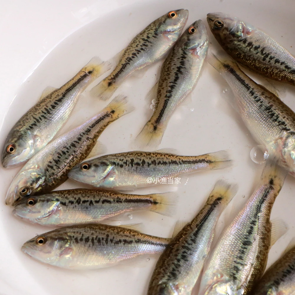 淡水养殖鲈鱼加州鲈鱼鲜活食用鱼