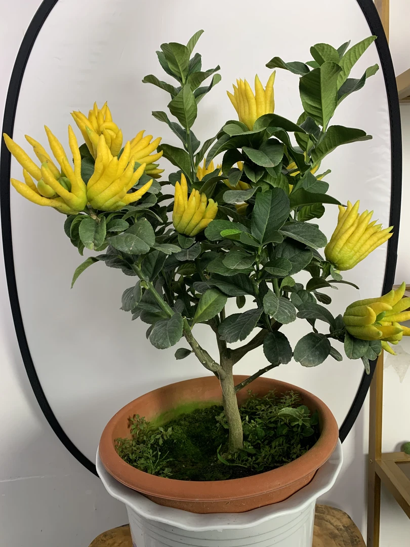 【精品】佛手盆栽红花千指高端精品佛手盆栽一物一怕专属链接