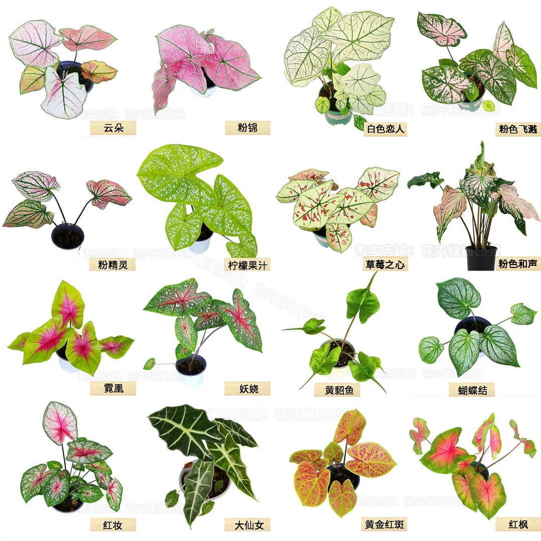 彩叶芋 秋海棠 龟背