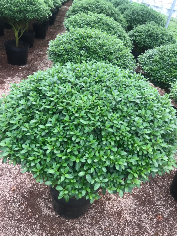 红宝石中国红室内外盆栽地栽好养易活