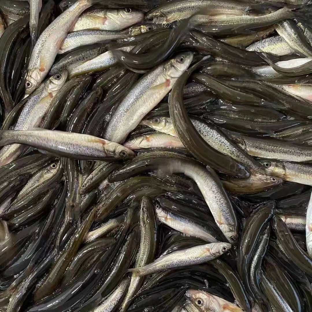 东北河鲜土特产野生小柳根鱼（里面个别会有杂鱼）