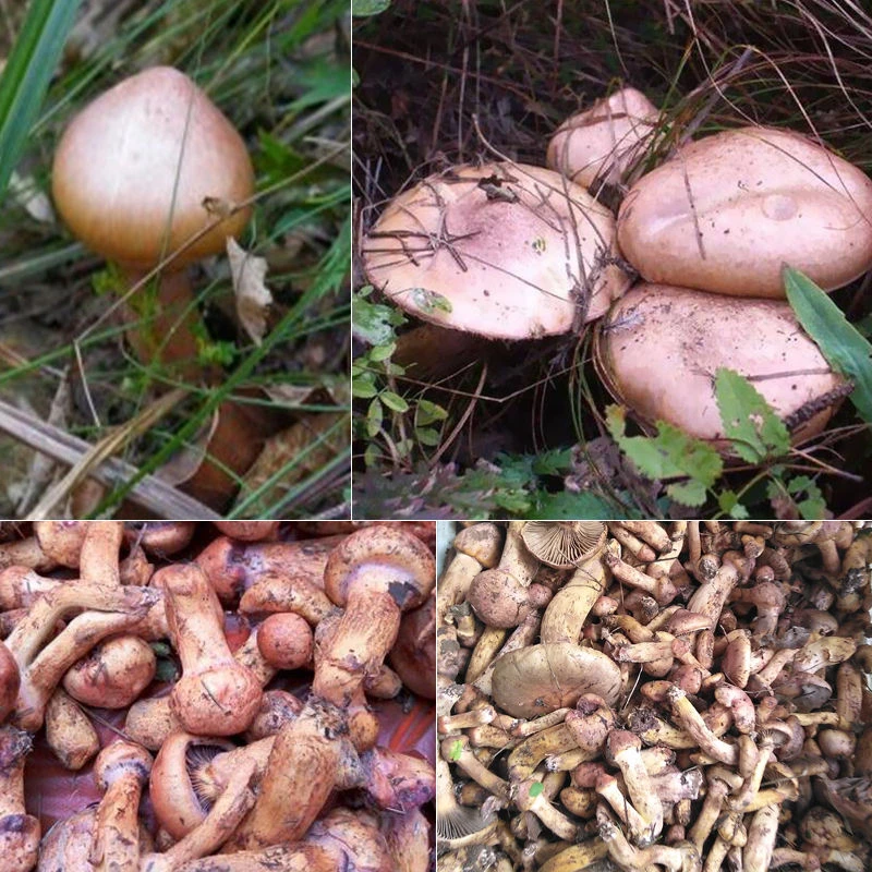 东北山珍特产鲜松树伞磨抄水发货/小鸡炖蘑菇肉道