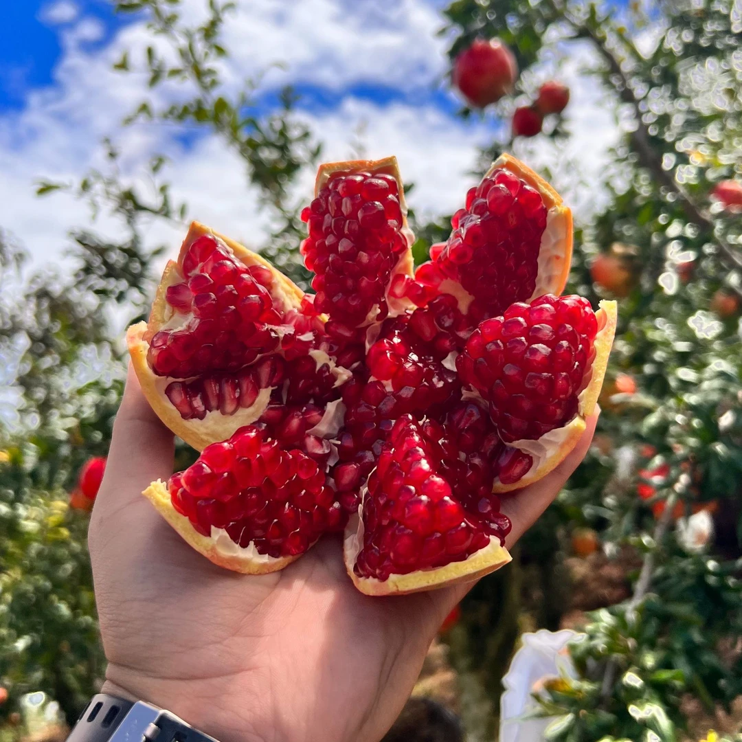 HJ-四川会理软籽石榴高山种植香甜多汁新鲜水果新鲜石榴