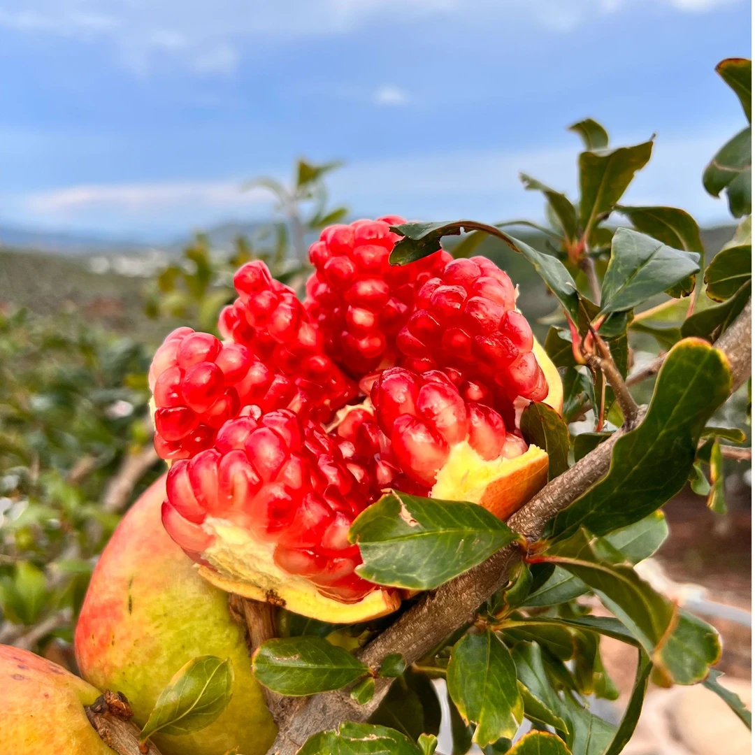 四川会理软籽石榴高山种植香甜多汁新鲜水果新鲜采摘石榴-LT