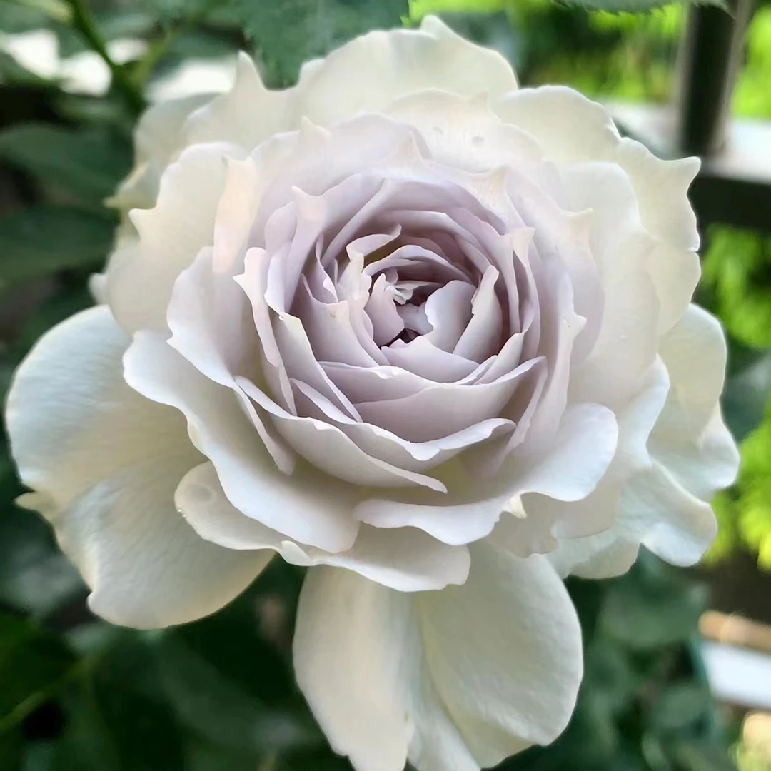 180大盆加百列大天使 灌木月季 浓香枝条细软多季花苗