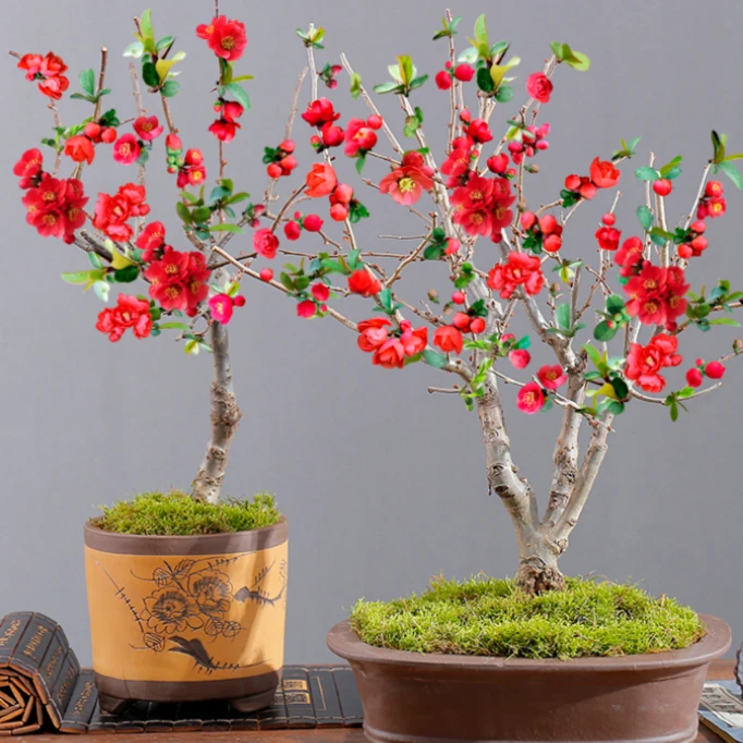 各种梅花海棠耐寒室内外绿植花卉