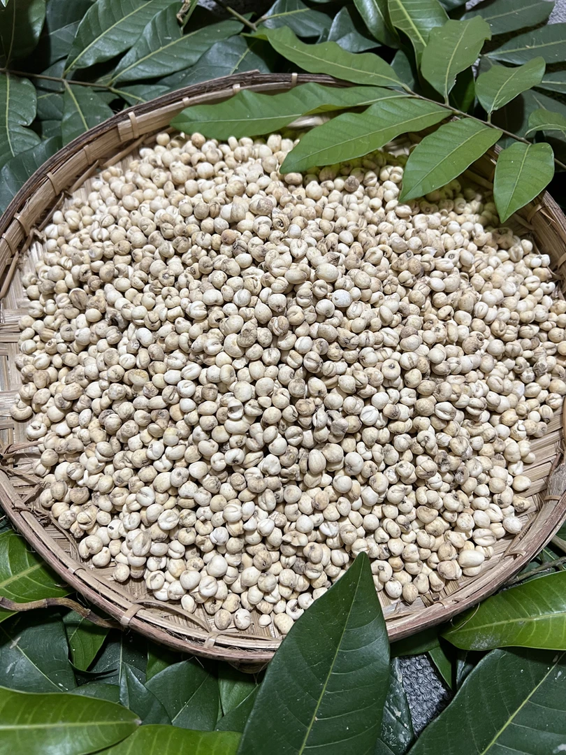 小花现场收【川贝】山货土特产250g起