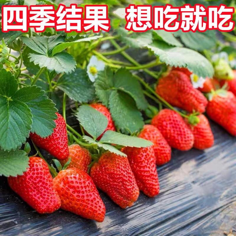 【原盆原土带花10cm加仑盆】草莓苗奶油久香盆栽苗地栽苗四季结