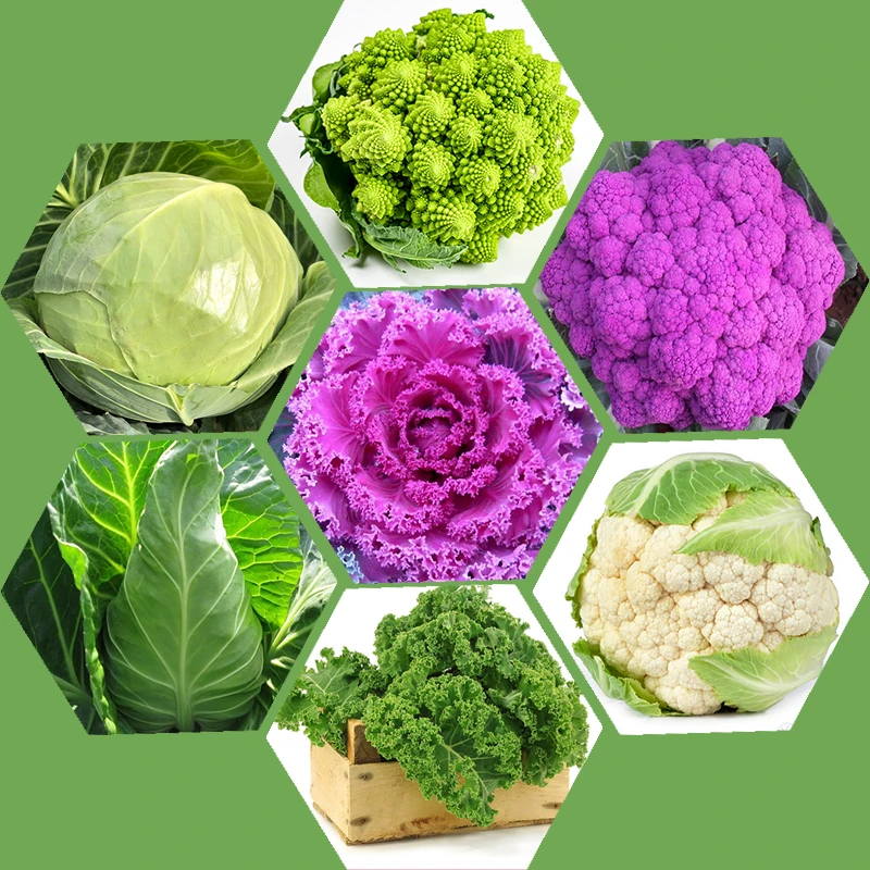 秋冬耐寒蔬菜秧苗花菜苗莴笋莴苣苗白菜苗绿甘蓝西兰花卷心菜幼苗
