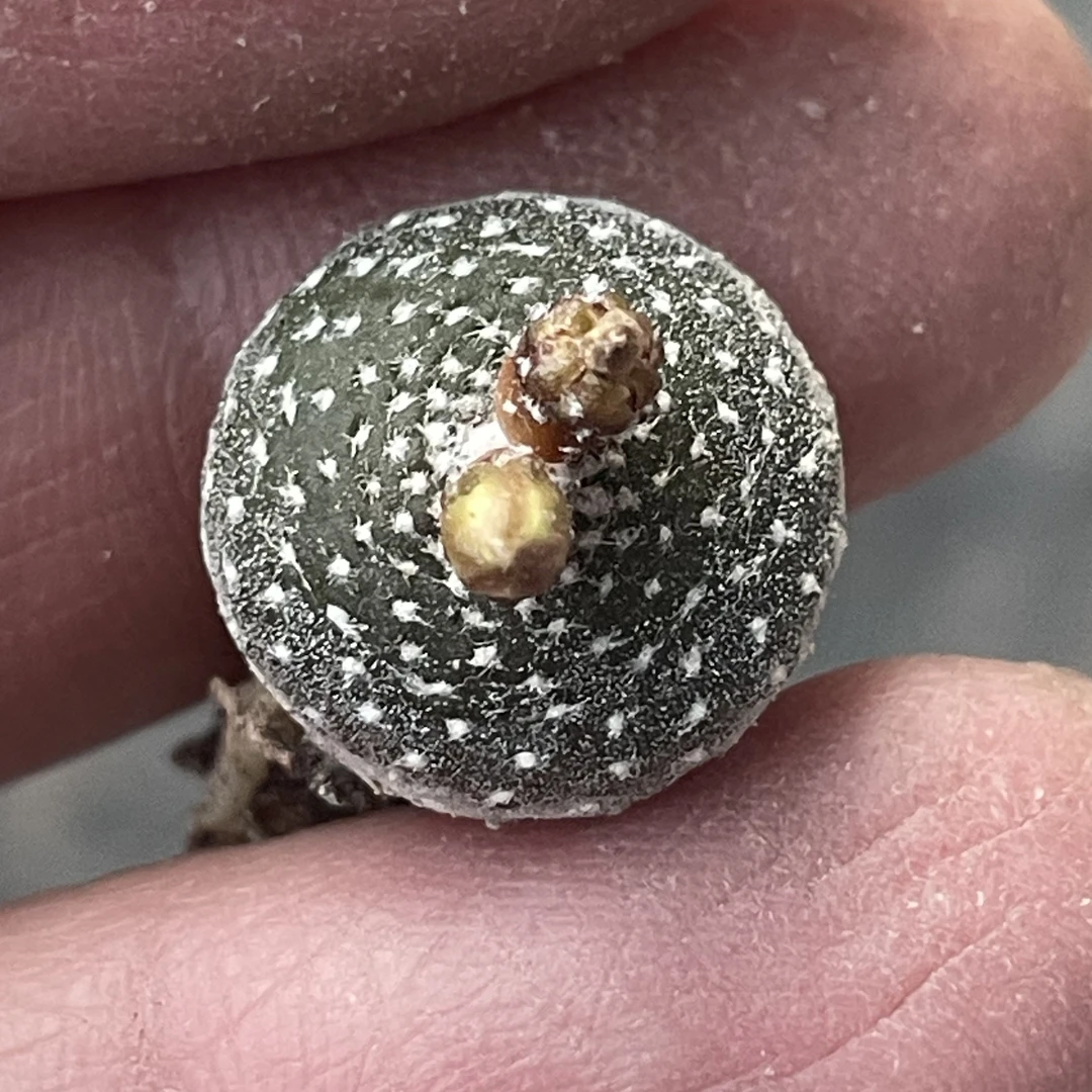 仙人掌科松露玉属松露玉，拉丁名Blossfeldia liliputana