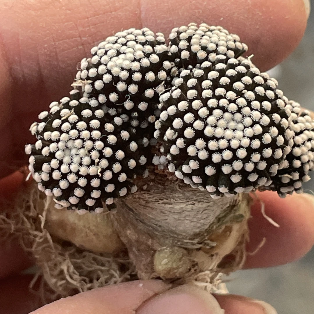 实生籽播松针牡丹仙人球多肉植物了