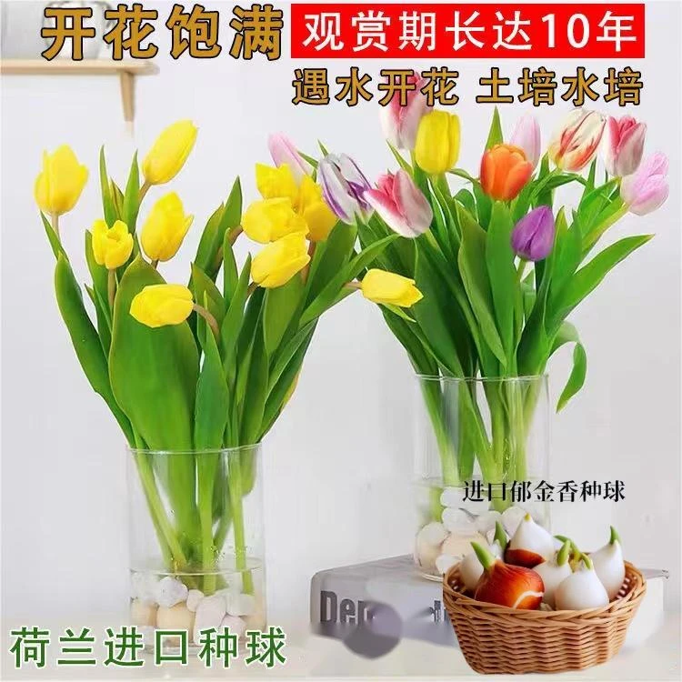 郁金香荷兰进口5度种球室内室外阳台花卉水培土培耐寒观花盆栽