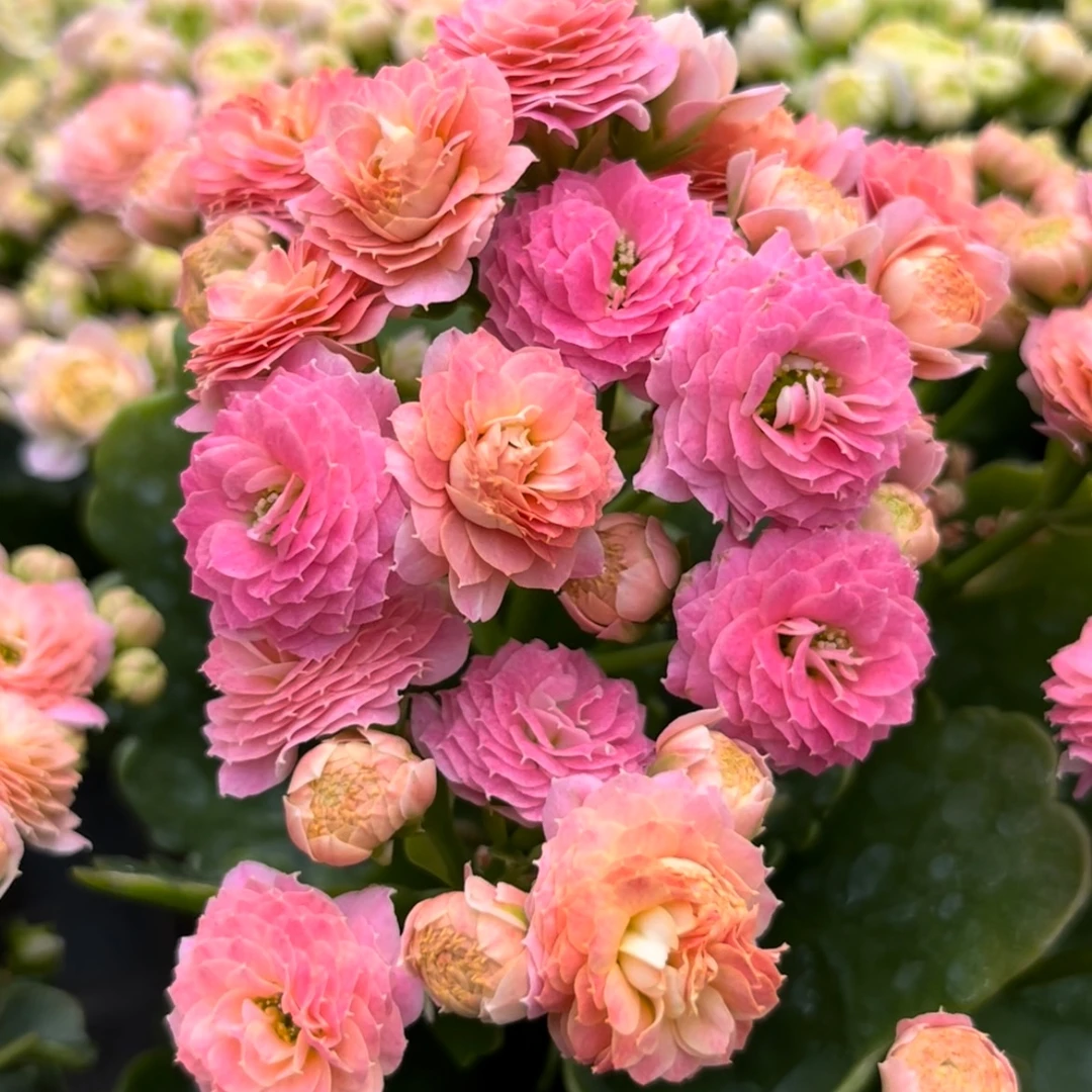 长寿2盆小颗型或瑕疵（无售后介意勿拍）